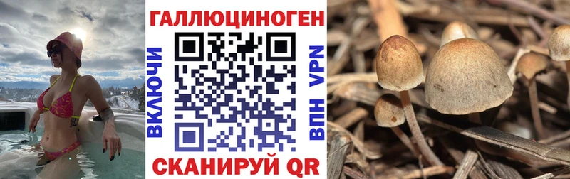 закладки  Мамоново  Псилоцибиновые грибы мицелий 